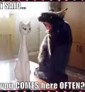 kitty pick-up line