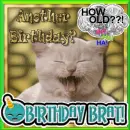 birthday brat