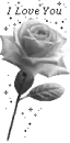 I Love you Rose