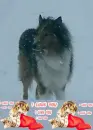 Dog in Winter