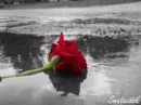 rose and rain