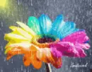 rainbow flower
