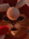 santa cat