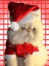 persian santa cat
