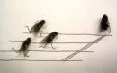 Fly