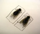 Fly