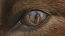 Wolf Eyes