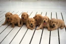 Doggies