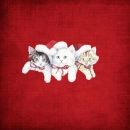 Red Christmas kitties.