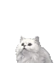 Aww Kitty