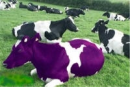 Purple Cow