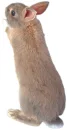 standing rabbit