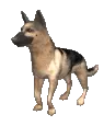 german shepard