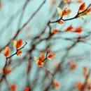 floreci