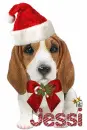 christmas dog Jessi