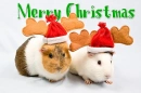 merry guinea pig chritmas