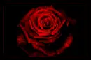 red rose