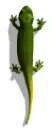 salamander