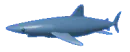shark