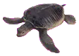 sea turtle