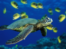 sea turtle in ocean