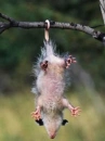Opossum