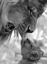 Lions
