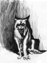 wolf