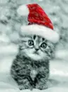 cute santa kitten