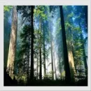 forrest