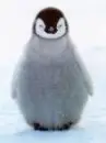 baby penguin