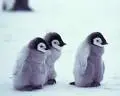 3 little babys