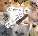 have a great week cats