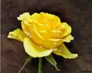 Yellow Rose