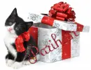 christmas cute cat parihan