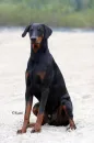 Doberman