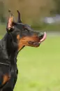 Doberman