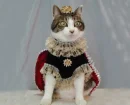 make way for the royal cat! ^_^