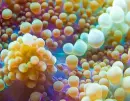 Sea plant