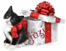 cute cat Jirzie