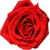 Red Rose