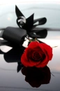 Red Rose