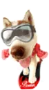 cool dog