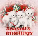 seasons greetings cats