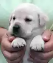 labrador puppie