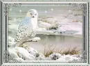 white owl