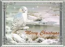 white owl merry christmas