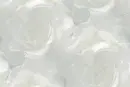 rosas blancas