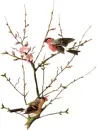 kissing sparrow birds