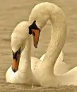 Swans
